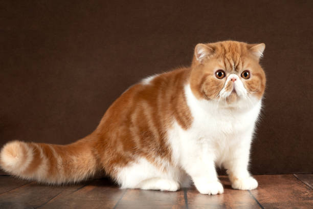 istock beautiful exotic shorthair cat sits on dark brown studio background. 2067874626