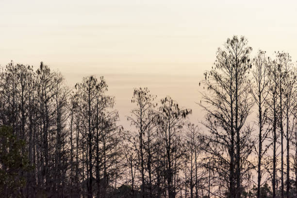 Photo taken at Okaloacoochee Slough state forest in Hendry & Collier counties, Florida. Nikon D7200 with AF-S NIKKOR 70-200mm f/2.8E FL ED VR