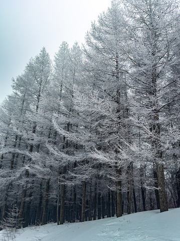 The towering trees in this photograph are adorned with frost in the winter, creating a beautiful landscape. The branches are laden with white frost crystals, sharply contrasting with the dark trunks, contributing to a serene and mystical forest atmosphere. This forest, blanketed in ice and snow, seems to belong to another world, showcasing the tranquil beauty of nature in winter.