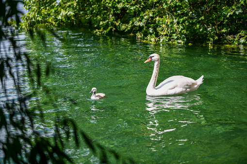 A mother swan with her baby swims through the clean water in a bay