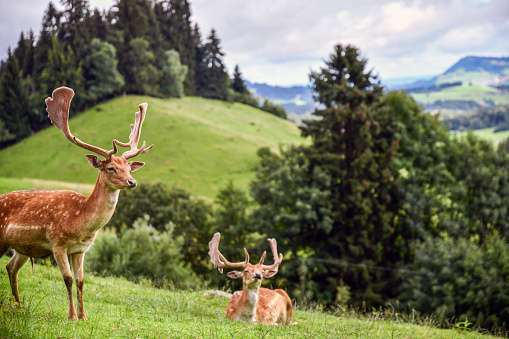 Two deer lie on a lush meadow in the mountains and enjoy the afternoon