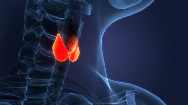istock Human Body Glands Thyroid Gland Anatomy 2067899686