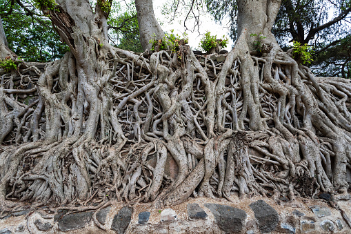 Tangle of massive roots in Royal Enclosure Fasil Ghebbi Fasilides Bath - Fasilides Swimming Pool. UNESCO World Heritage List. Gondar city, Gonder, Famous African architecture.