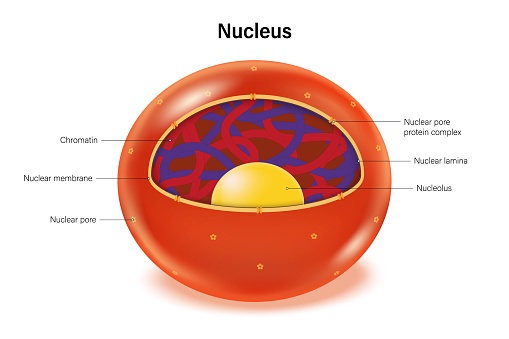 Nucleus structure vector. Nuclear membrane, Chromatin, Nucleolus and Nuclear lamina.