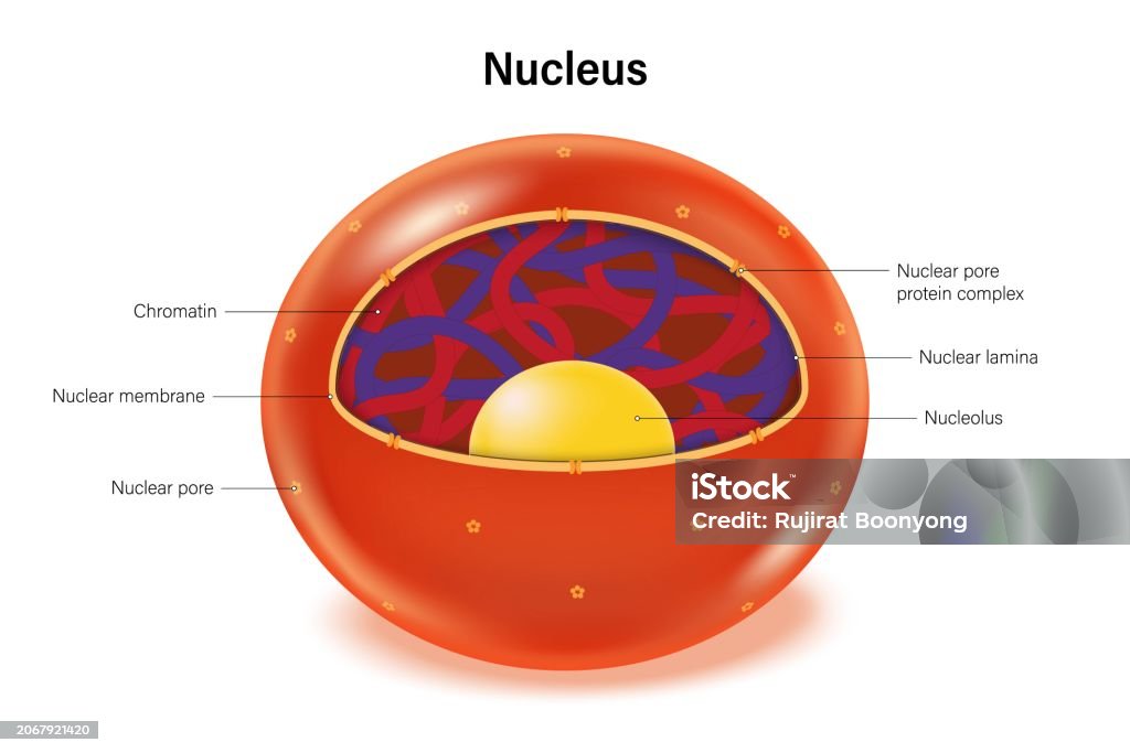Nuclear Cell Model Nucleus Structure Vector Nuclear Membrane Chromatin Nucleolus And ...