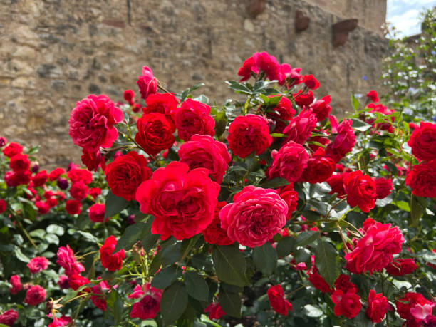 istock Rose, Out of Rosenheim 2067921933