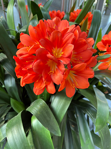 Klivia, Clivia miniata is a decorative houseplant with beautiful red flowers.