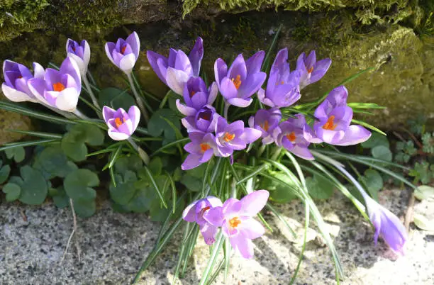 Crocus tommasinianus is a bulbous plant that flowers in early spring.