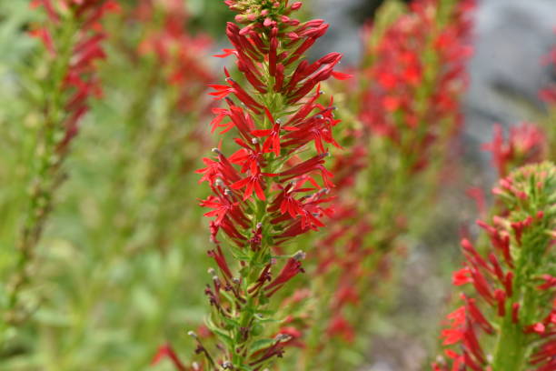 Lobelia, cardinalis Due to its compact growth and leisurely pace, Lobelia cardinalis can be used well in the middle ground and foreground of an aquarium or pond lobelias stock pictures, royalty-free photos & images