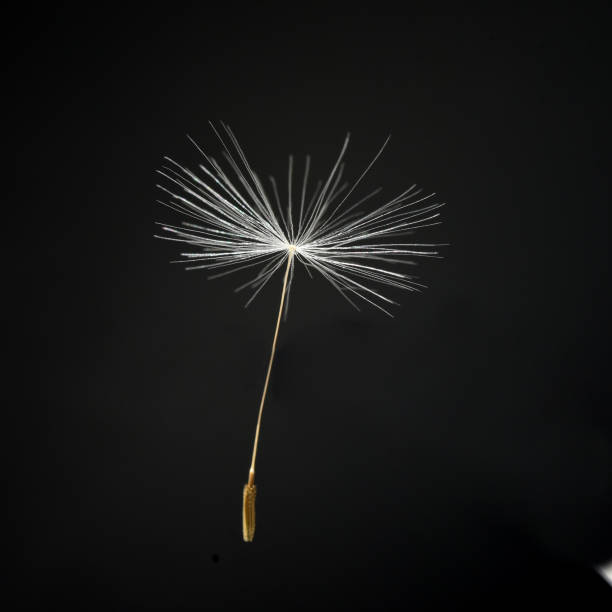 istock Dandelion, Taraxacum officinale 2067923541