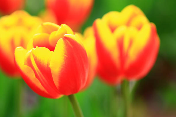 Bright scarlet tulip on a flower bed in a city park