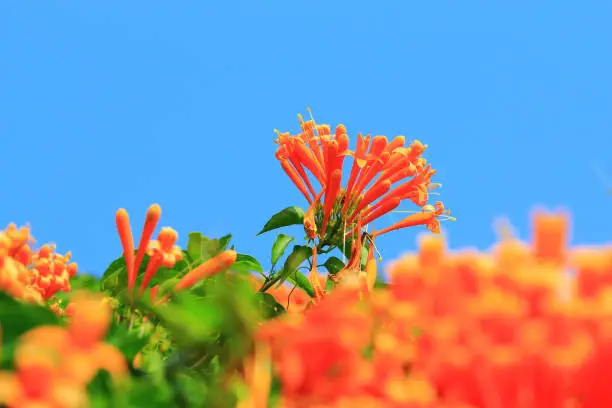Flaming Trumpet or Fire-cracker Vine or Orange-trumpet Vine flowers blooming in the garden with blue sky background