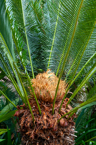 Cycas revoluta, known as sago palm, king sago, sago cycad, Japanese sago palm is native to southern Japan including the Ryukyu Islands. It is one of several species used for the production of sago, as well as an ornamental plant. The sago cycad can be distinguished by a thick coat of fibers on its trunk. The sago cycad is sometimes mistakenly thought to be a palm.