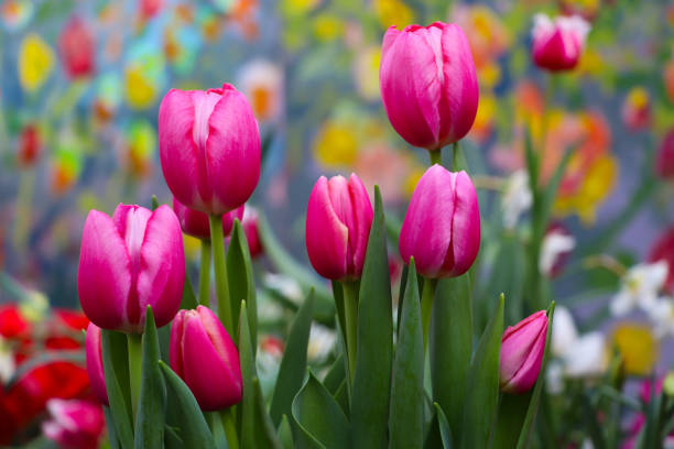 istock Bright flowers. Exhibition of tulips. Different types 2067956891