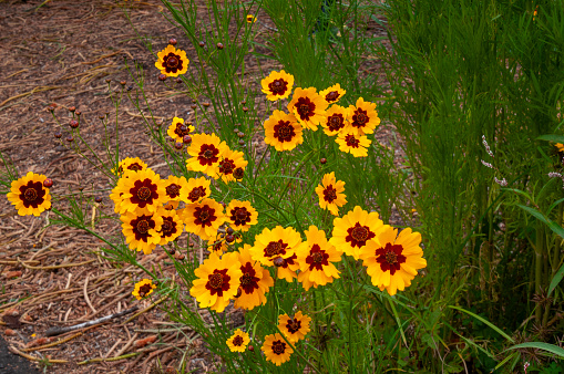 Coreopsis tinctoria, also known as plains coreopsis, garden coreopsis, golden tickseed or calliopsis, is an annual coreopsis that is native to the western U.S.  It is commonly cultivated in gardens as an annual.