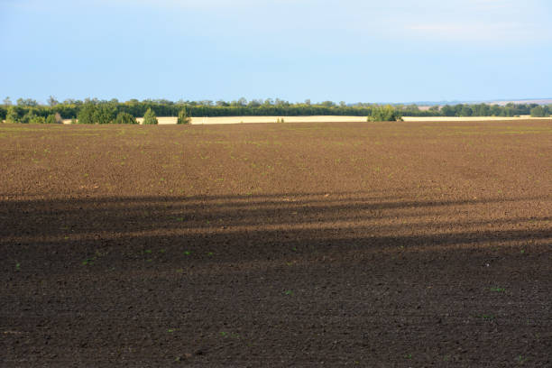 plowed agricultural field with forest line on background copy space
