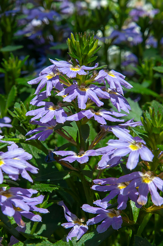 Scaevola aemula  are tough Australian native ground cover plants, also known as ‘Purple Fan Flower’ and Fairy Fan Flower.