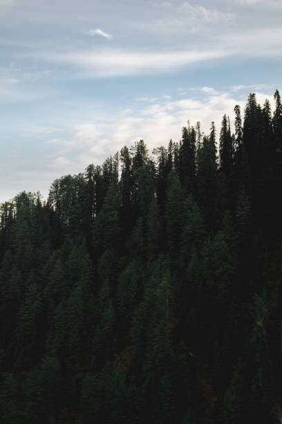 istock Pine forest on a hill with clouds and blue sky 2067977900