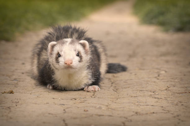 istock Ferret in summer day time walking in city park on way 2067997607