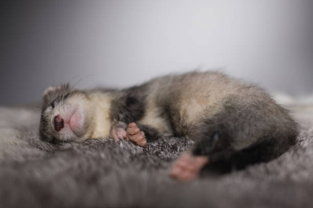 Ferret five weeks old baby posing for portrait on rabbit fur