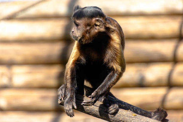 A white-faced monkey sits on the branch of a tree in the forest of Costa Rica.