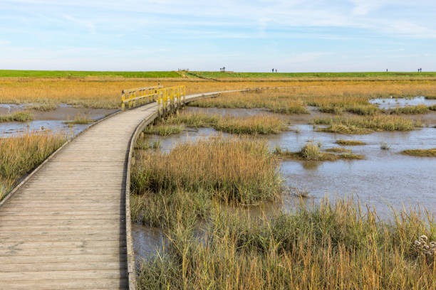 istock Wooden path at Wadden Sea National Park 2068009930