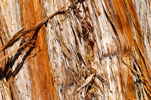 Close up on an old detected tree trunk on a sunny day.