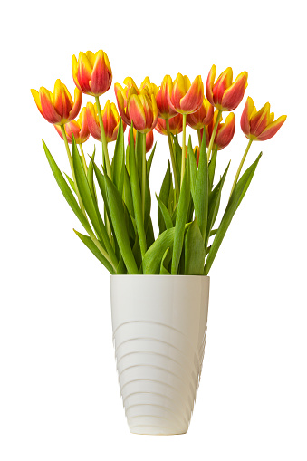 Bunch of bicoloured tulips in white vase isolated o
