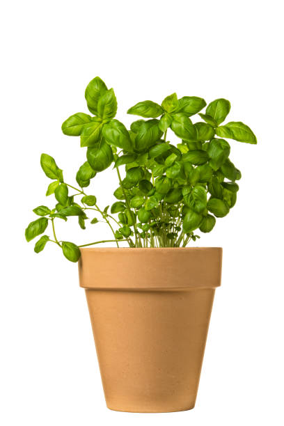 istock Potted Basil plant isolated on white 2068013112
