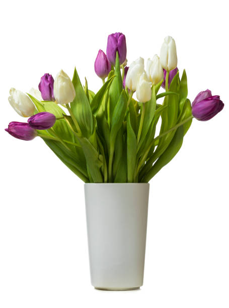 istock White and purple tulips in vase isolated 2068016178