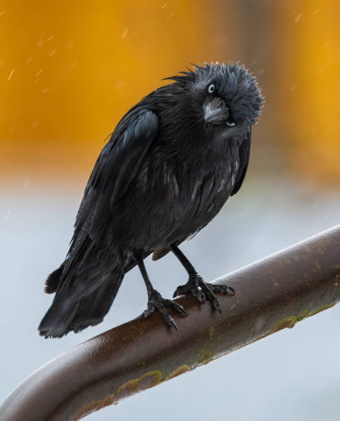 black bird - corvus cornix stock photo