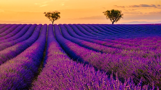Provence, Lavender field at sunset, Valensole Plateau Provence France blooming lavender fields in Europe.