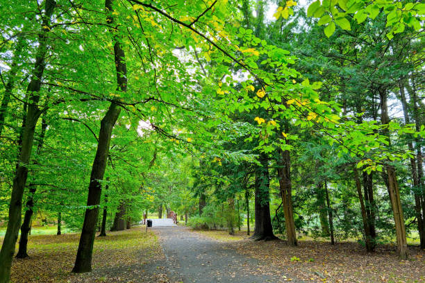 A picturesque green park for hiking