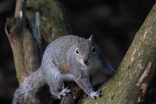 A grey squirrel watching me intently