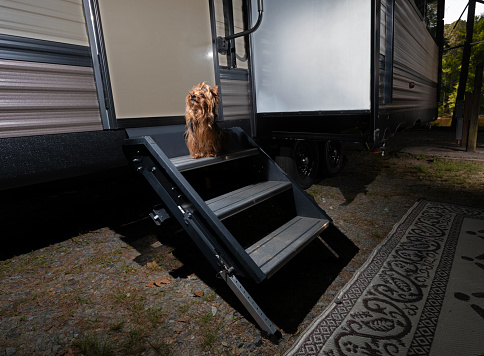 Doggie eager to get into the travel trailer before dusk