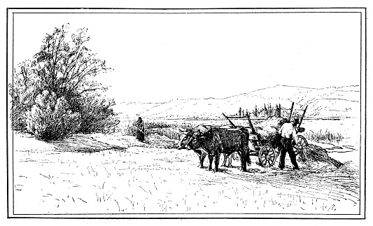 Team of oxen in Savoy