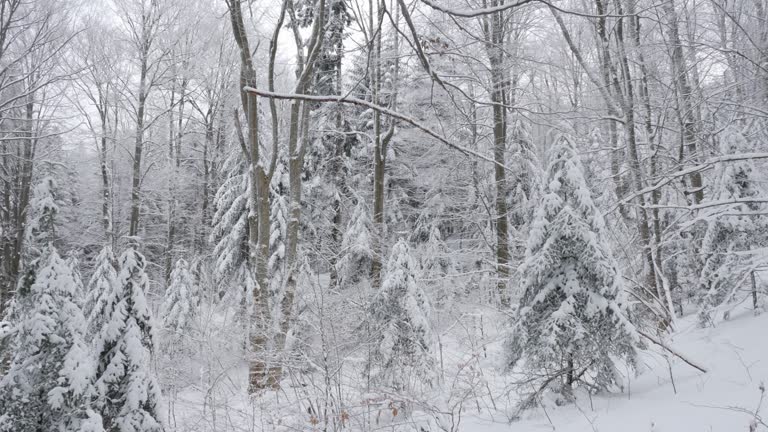 Snowy Serenity: Exploring the Winter Forest, Winter beech forest