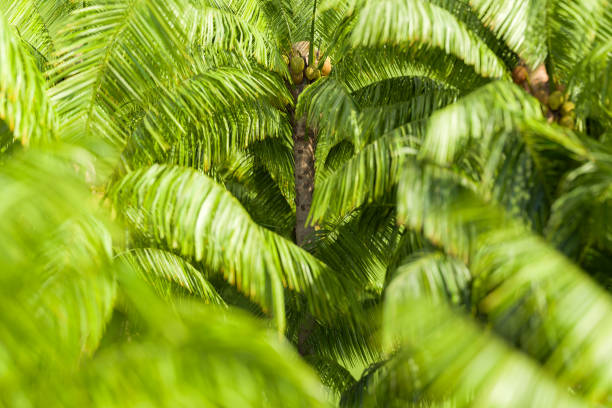 3D rendering of a dense cluster of vibrant green palm fronds, offering a close-up view into the tropical foliage. Summer background.
