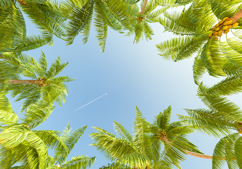 3D rendering of a view looking up at towering palm trees with a jet trail streaking across the clear blue sky, concept of travel and escape.