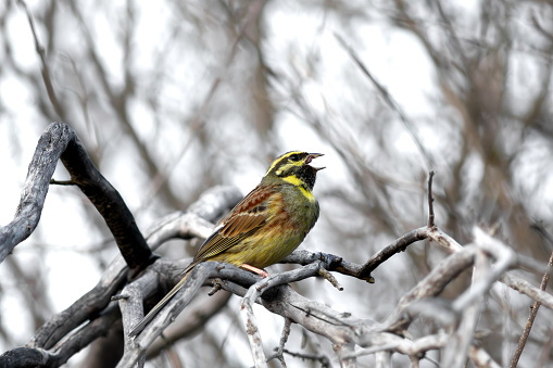 Among the dry branches of the hawthorn the Cirl bunting sings