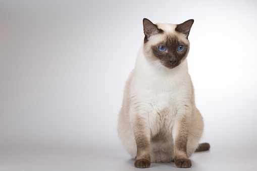 Siamese Cat isolated on white background with soft shadow.