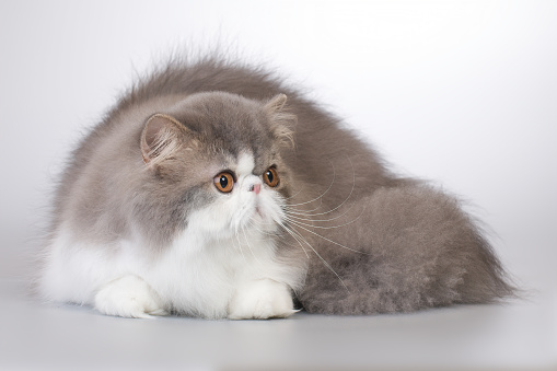 Persian long hair bi color breed male cat posing for portrait in studio