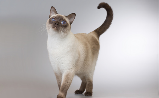 Portrait of an adorable chocolate point siamese cat with blue eyes sitting at home