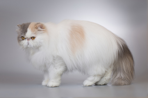 Persian long hair bi color breed male cat posing for portrait in studio