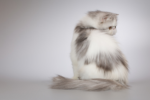 Persian long hair bi color breed female kitten posing for portrait in studio