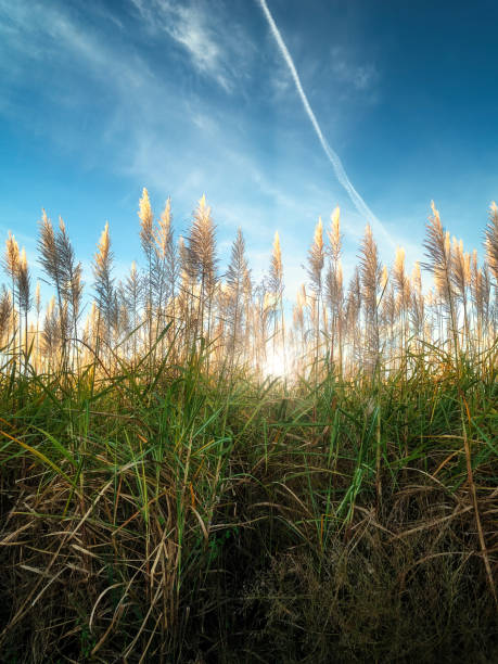 las flores de caña de azúcar utilizadas para biocombustible florecen en pleno verano, listas para cosechar a contraluz del sol con rayos etéreos en un hermoso día de cielo azul claro - autumn blue botany clear sky fotografías e imágenes de stock