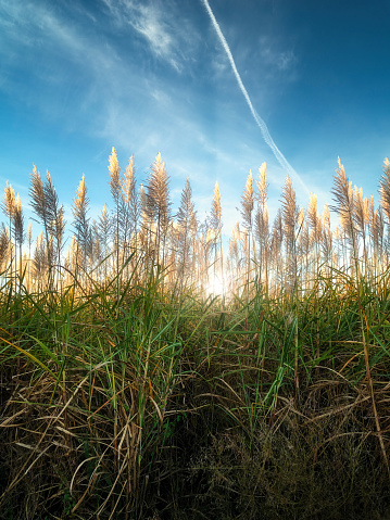 Sugar cane flowers blooming in the middle of summer, ready for harvesting backlit by the sun with ethereal rays on a beautiful clear blue sky day. Sugar cane grown for ethanol and biofuel, as well as for sugar grown for food.