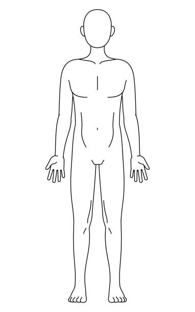 istock Illustration of the human body, bare and nude (frontal view) Line drawing in black and white 2068069715