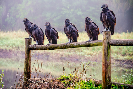 Large  black vulture birds in Florida USA sitting on fence post