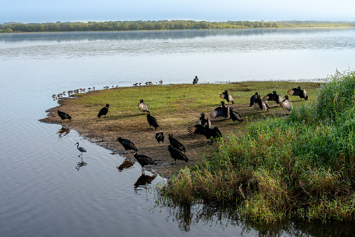 Flock of black birds on corner of shoreline. Tropical climate